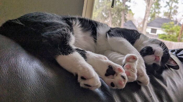 My Polydactyl Cat Domino's Extra Special Toe Beans. 💕