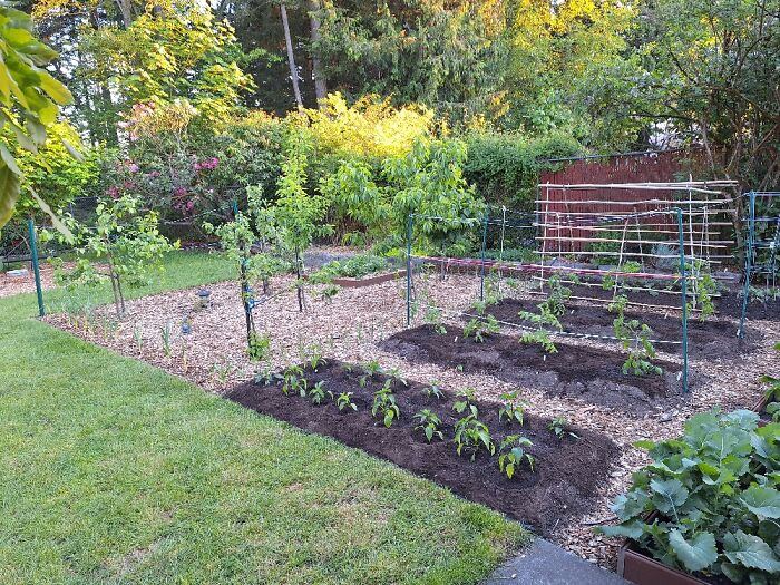 Veggie Garden And Small Orchard