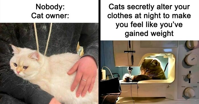 80 Funny And Adorable Memes That Might Make You Want To Get A Cat
