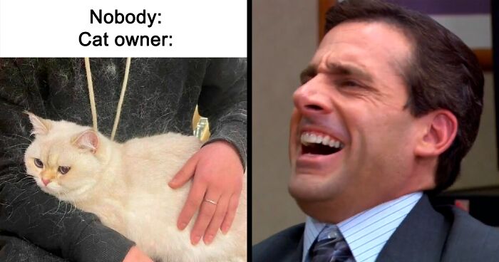 80 Funny Cat Memes That Are Better Than Netflix, As Shared On “Catsfllix”