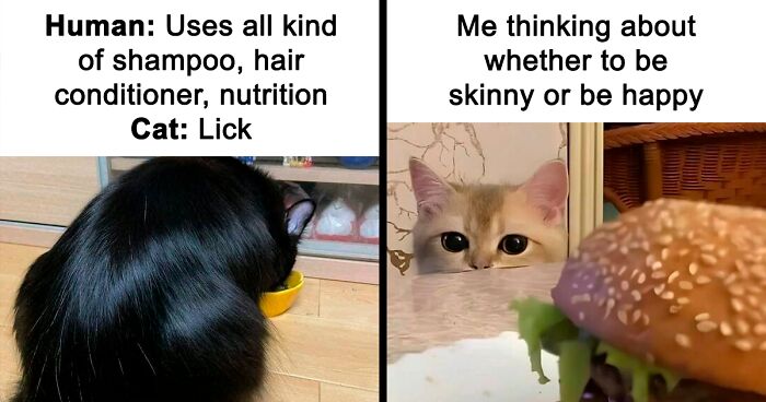 80 Funny Cat Memes That Are Better Than Netflix, As Shared On “Catsfllix”