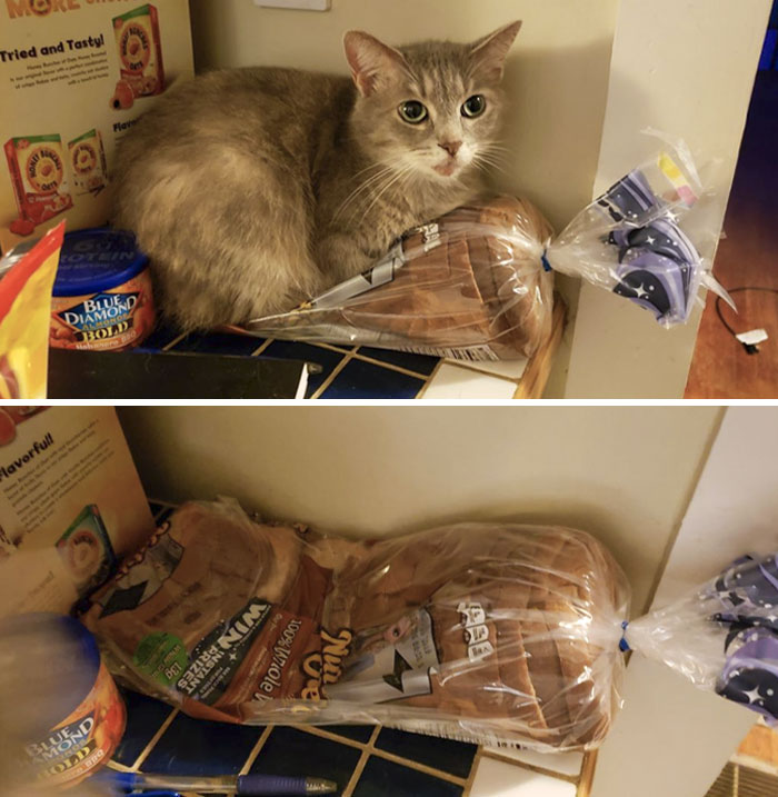 Ah Yes, The Classic Feline Adage: "If I Fits, I Sits"