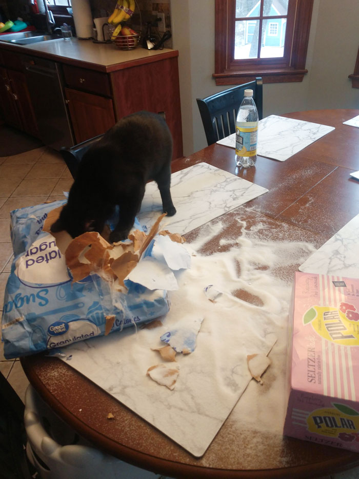 Accidentally Ordered A 25 Lb Bag Of Sugar, Instead Of A 5 Lb One. Left It On The Table For A Bit, And Then My Cat Found It