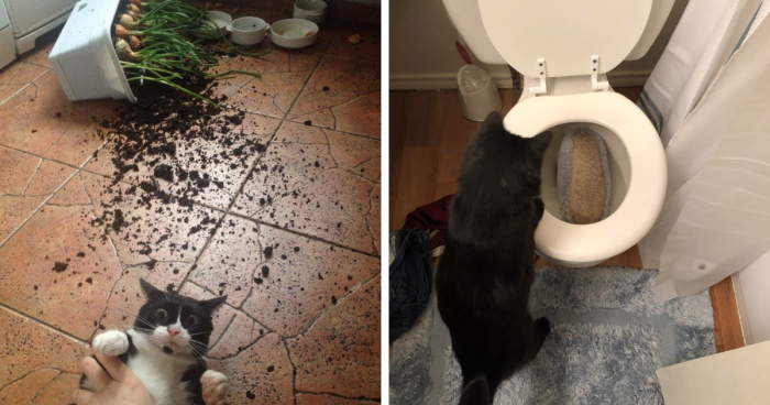 50 Destructive Cats That Weren’t Fast Enough To Escape The Scene Of The ...