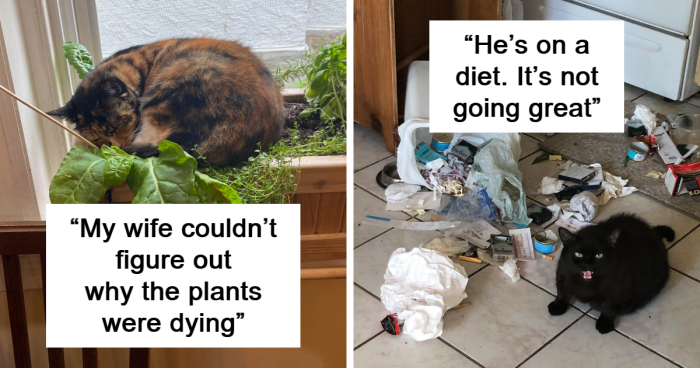 65 Hilariously Mischievous Cats Who Went To Town On Their Owners’ Property