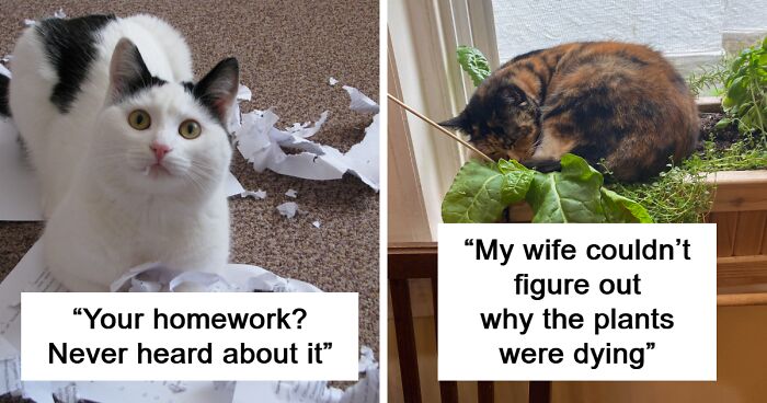 65 Times Owners Caught Their Precious Cats Causing Havoc And Destruction