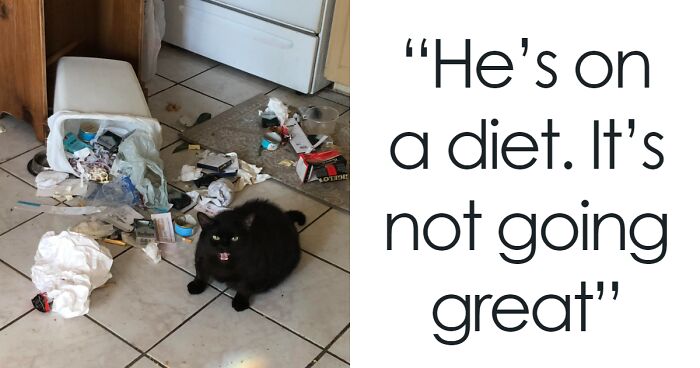 This Is Why We Can't Have Nice Things: 65 Funny Cats Wrecking Owners’ Stuff