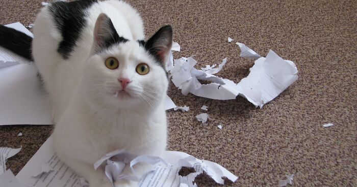 65 Pictures Of Cats Destroying Things Just Because They Can