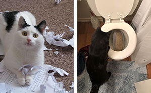 50 Destructive Cats That Weren’t Fast Enough To Escape The Scene Of The Crime