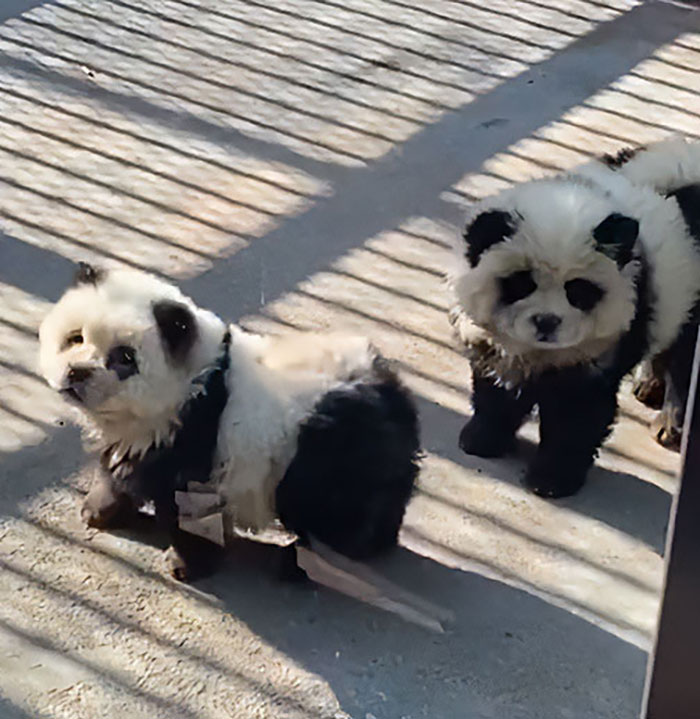 Outrage After Zoo’s Panda Exhibit Turns Out To Be Dogs Dyed Black And White