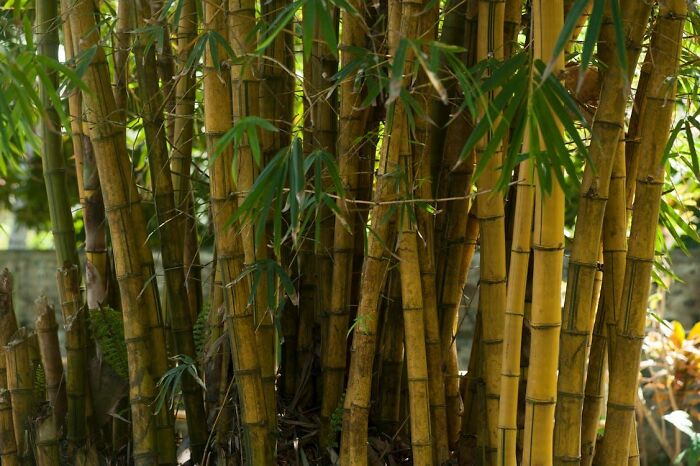 “Bamboo”: 30 Major Problems Homeowners Encountered That Didn’t Look That Bad At First