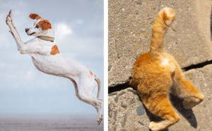 If You’re Having A Bad Day, These 30 Finalists From The Comedy Pet Awards May Boost Your Mood