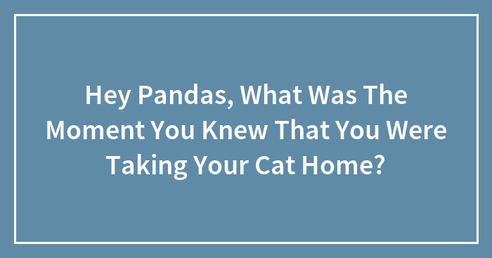 Hey Pandas, What Was The Moment You Knew That You Were Taking Your Cat Home? (Closed)