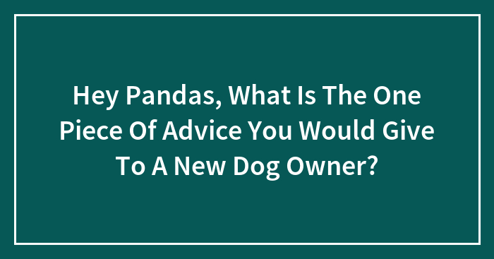 Hey Pandas, What Is The One Piece Of Advice You Would Give To A New Dog Owner? (Closed)