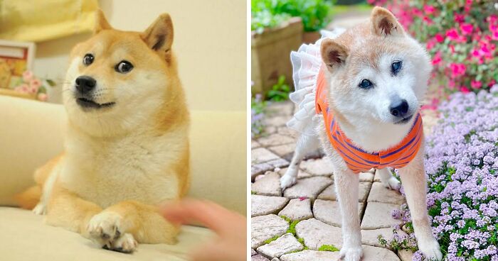 End Of An Era: Beloved “Doge” Meme Dog Kabosu Passes Away At Age 18