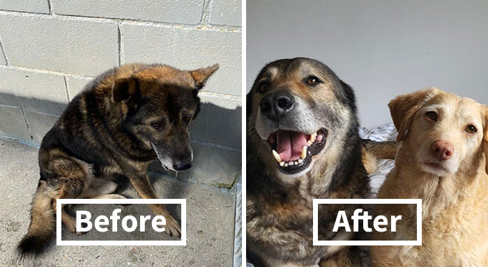 Senior Stray Dog From Spain Can’t Stop Smiling After Getting Rescued And Adopted By A Family In The UK