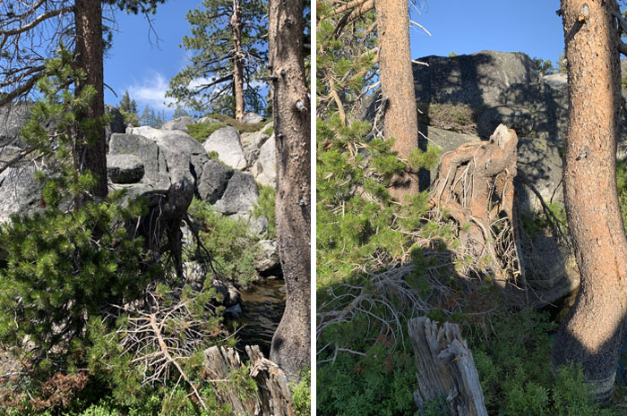 This Tree In The Middle Of The Woods That Looks Like A Monster Crawling Out Of The Earth