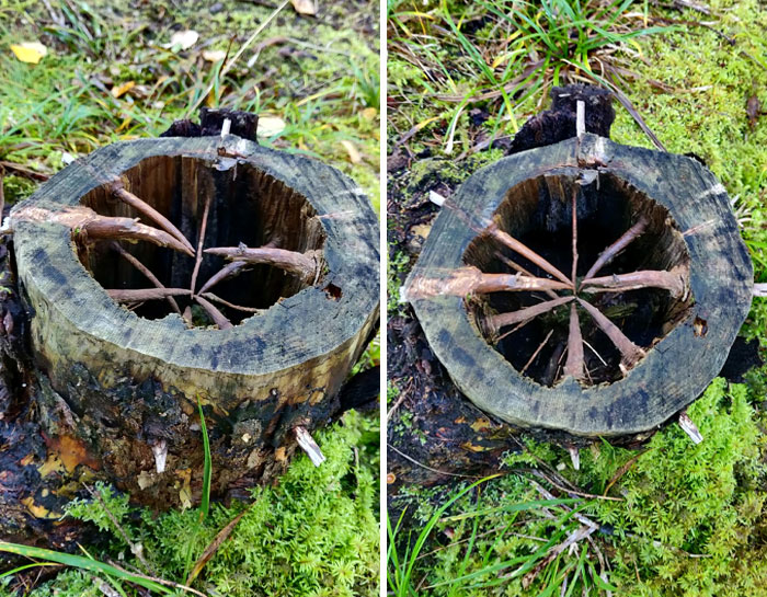 This Hollow Tree Stump I Found In The Forest Today Has Wooden Spikes In It