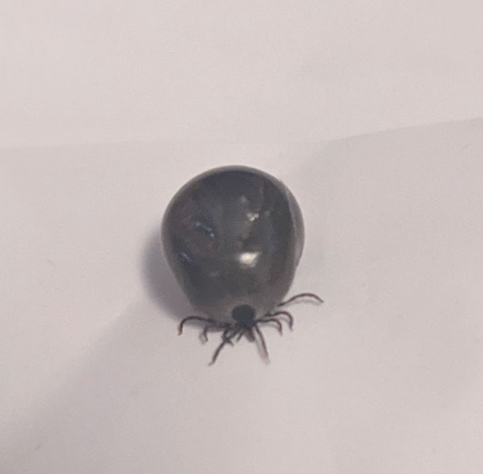 Found The Biggest Tick I've Ever Seen In My Bra After Working Outdoors Yesterday. I Assume It Didn't Bite Me Because It Was So Engorged It Could Barely Walk