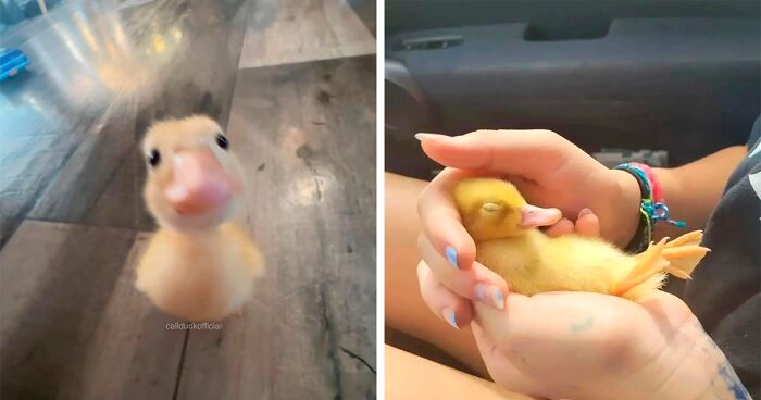 This Instagram Profile Posts Adorable Duck Images And Here Are 30 Of The Cutest Ones