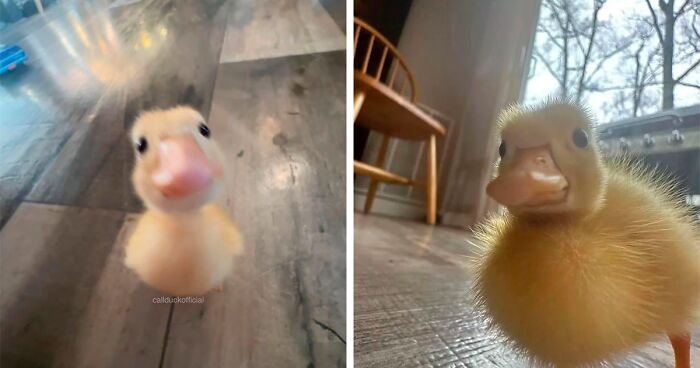 This Instagram Page Shares The Most Adorable Pictures Of Ducks, And Here Are 30 of Them 