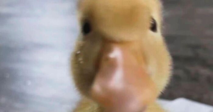 30 Heart-Warming Pictures Of Cute Ducks That Might Turn Your Day Around