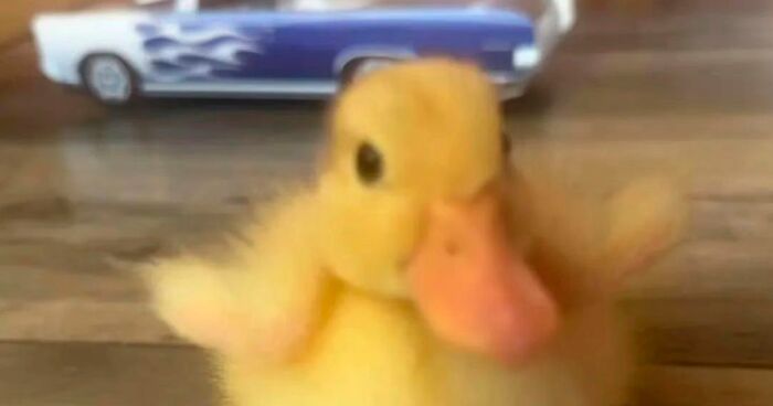 30 Cute Duck Pics That Might Just Make You Go “Aww” Uncontrollably, Shared By This IG Account 