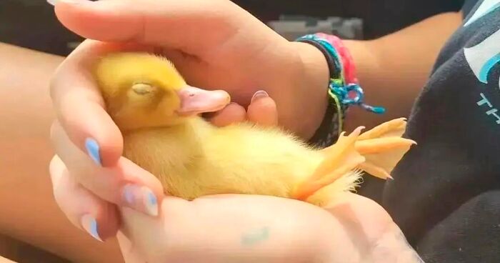 30 Adorable Duck Pictures Shared By This Instagram Account That May Just Make You Go “Aww”