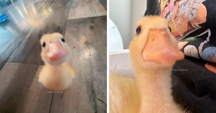 30 Heart-Warming Pictures Of Cute Ducks That Might Turn Your Day Around