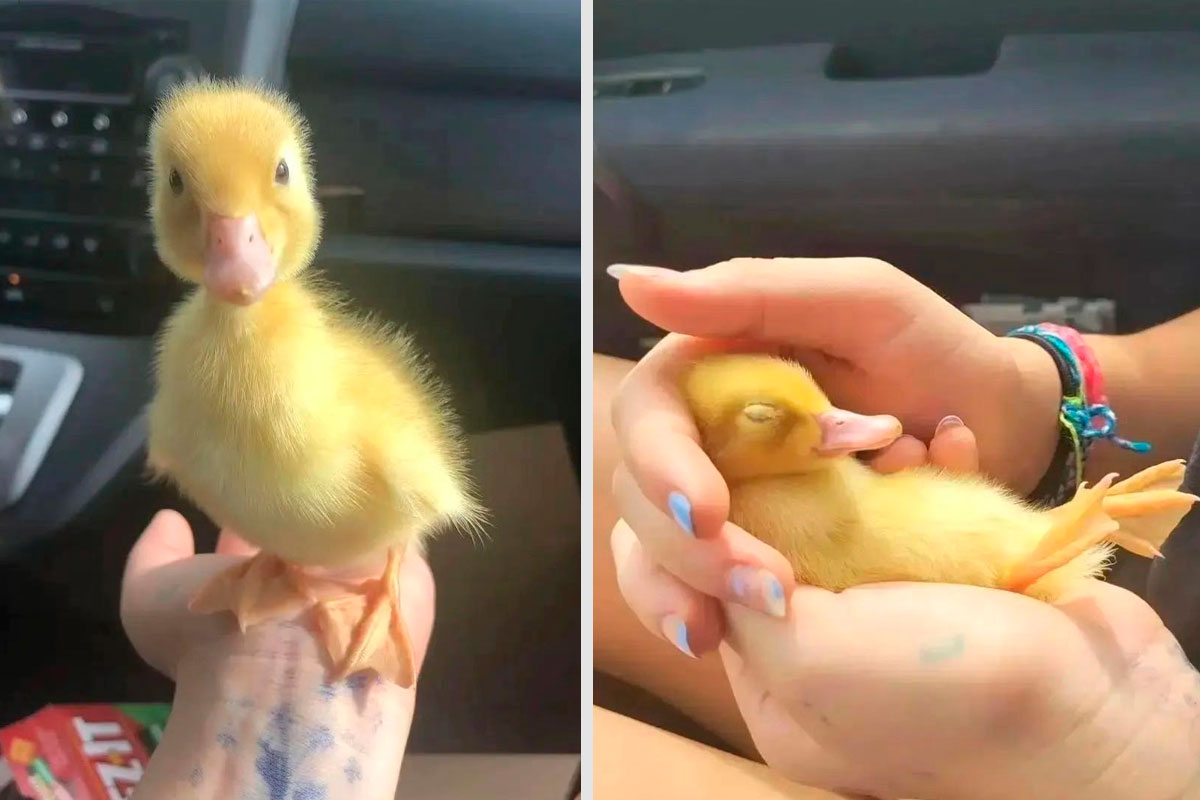 30 Heart-Warming Pictures Of Cute Ducks That Might Turn Your Day Around