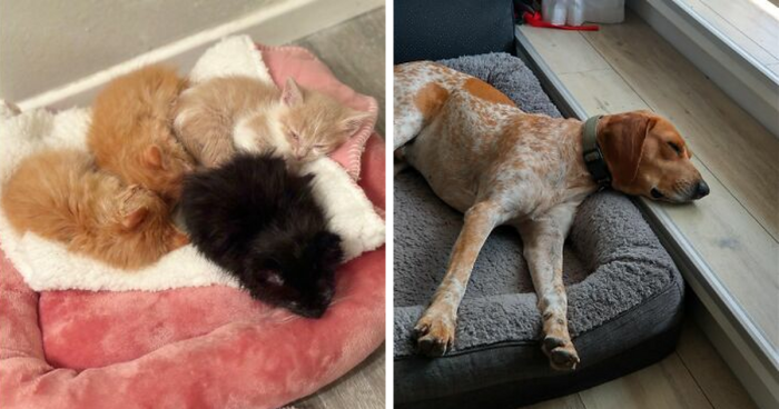 72 Wholesome Pet Adoption Pics That Melted The Internet’s Heart This Month (May Edition)