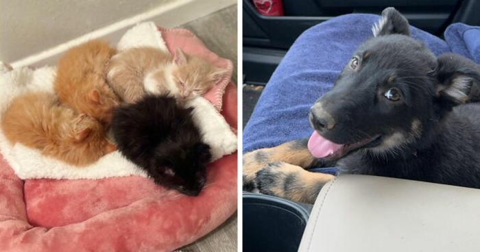 72 Wholesome Pics Of Adopted Pets That Will Never Have To Be Alone Again (May Edition)