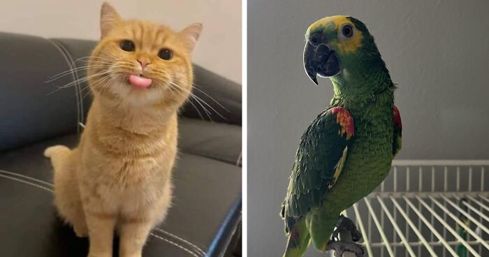 It’s Time For The Pet Adoption Pics Of The Month, Here Are The Most Wholesome From This May