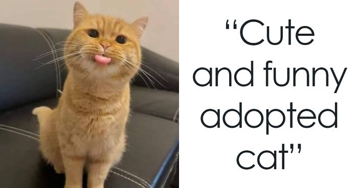 72 Of The Most Wholesome Pets That Got Adopted This May