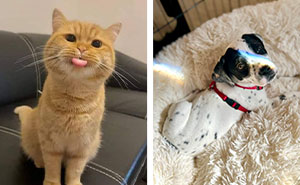 50 Of The Most Wholesome Rescue Pet Pics After They Found Their Forever Home (May Edition)