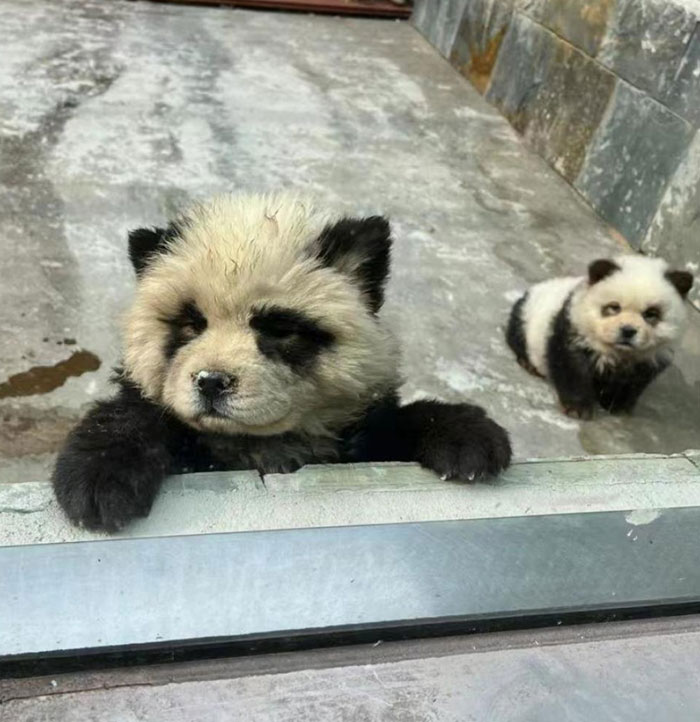 Outrage After Zoo’s Panda Exhibit Turns Out To Be Dogs Dyed Black And White