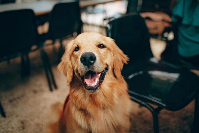 close up view of Golden Retriever dog