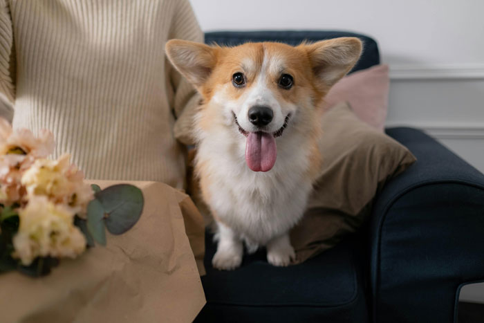 Pembroke Welsh Corgi sitting on a sofa