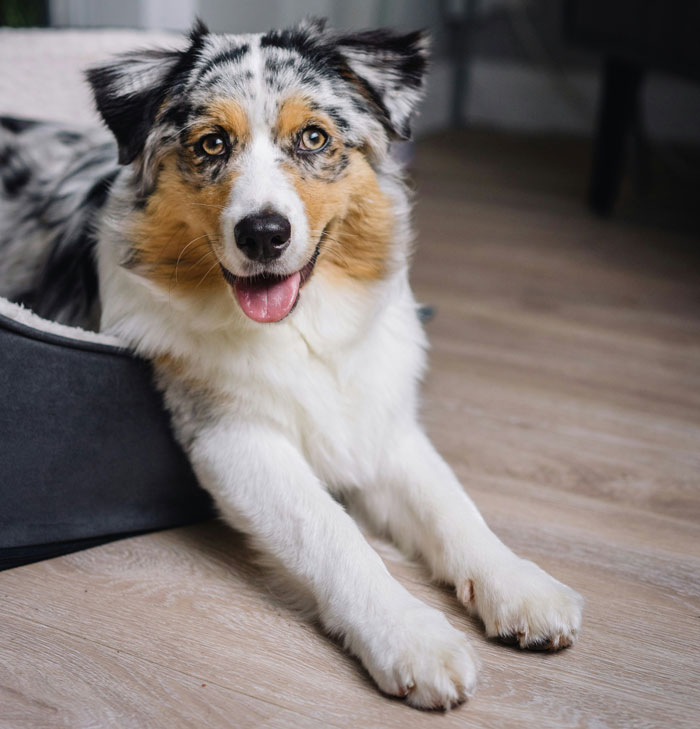 close up view of Australian Shepherd 