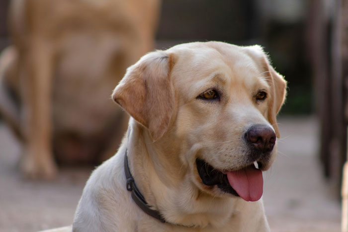 close up view of Labrador Retriever