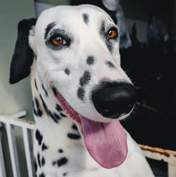 close up view of Dalmatian 