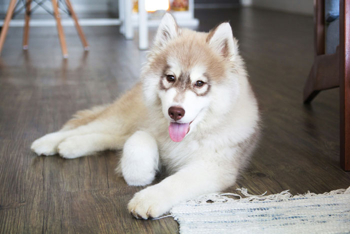 close up view of Siberian Husky