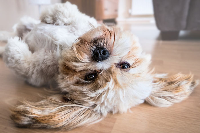 Shih Tzu lying on the floor