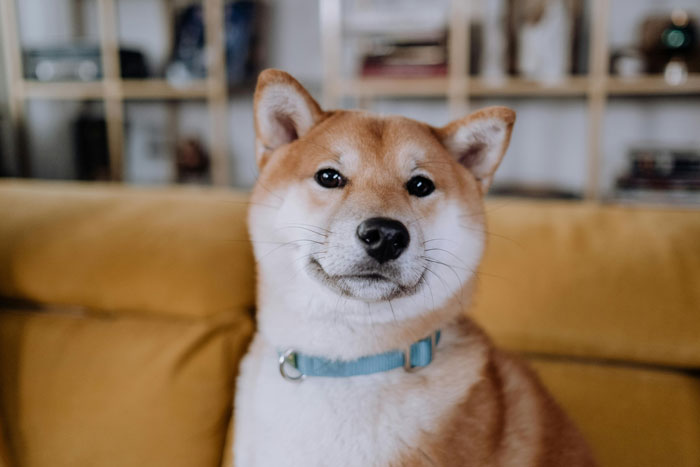 close up view of Shiba Inu 