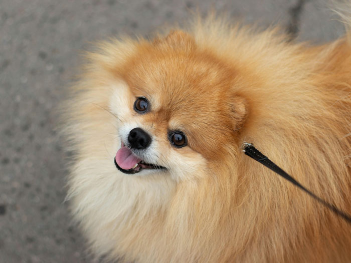 close up view of pomeranian