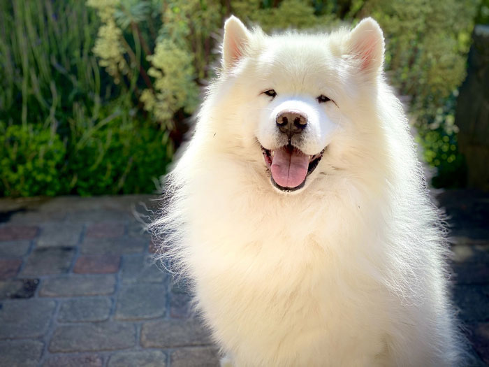 close up view of Samoyed 