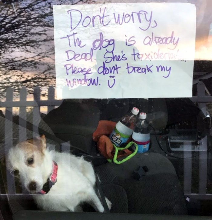 This Note. Apparently, This Is Dog Taxidermy