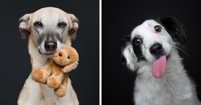 27 Expressive Dog Portraits Highlighting Unique Personalities By Elke Vogelsang (New Pics)