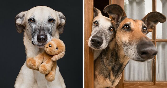 27 Expressive Dog Portraits Highlighting Unique Personalities By Elke Vogelsang (New Pics)