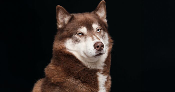 27 Heartwarmingly Beautiful Dog Portraits By Elke Vogelsang (New Pics)